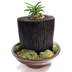 [황금뒤주] 숯분재 통숯풍난옹기(대), 1개