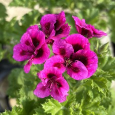 두주의정원 캔디플라워바이올렛 캔디바이올렛 리갈제라늄 제라늄 페라고늄, 1개