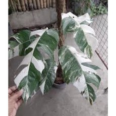 霏霏園藝 白斑柃樹藤 4吋盆