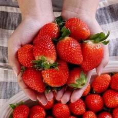 다농이네 안종균님 생산 달콤한 산청 설향 딸기 1kg 소 80과미만