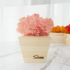 스칸디아모스 화분-공기정화 우드 쁘띠 모스화분 DIY(소), 1개, 핑크