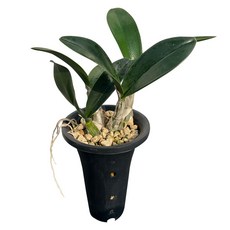 대명석곡 동양란 난 화분 반려식물 플랜테리어 고급난 우아한난 나라아트, 1개