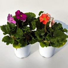 이삭 프리뮬러 오브코니카(2개묶음)-앵초 색상랜덤 다년생 상록수잎