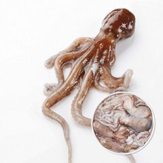 훈훈수산 냉동 급냉 활 낙지, 2개, 850g 4미