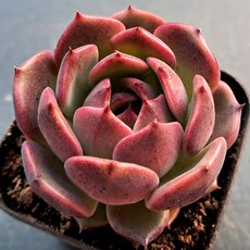 예쁜다육 모음, 7번-초코무스