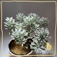 歪皮植物 日本芙蓉 蘄艾 芙蓉 小葉芙蓉 海芙蓉 日本海芙蓉 吉祥風水植物 陽光植物 庭園植物 耐曬植物 陽台植物, 1個