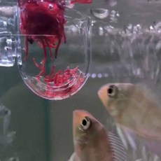 [언박싱어게인] 수족관 어항 피딩컵 꾸미기 물높이 급여통, 1개