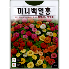 KS종묘 미니 백일홍 씨앗 50립 혼합색 ks, 1개