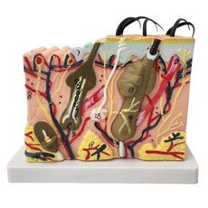 35배 확대 피부 해부학 모형 교육용 인체 모델, 1개