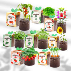 식물재배키트 베란다 홈가드닝 어린이 텃밭가꾸기 텃밭세트, 방울토마토