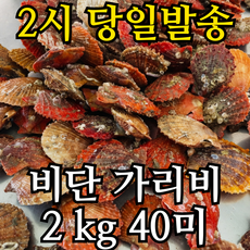 착한수산 당일조업 통영 가리비 세척 비단가리비, 1개, 2kg 40미내외