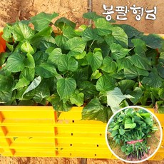 2026 꿀고구마모종 1kg 고구마순 신품종 해남농장, 1개, 요청일 발송