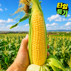 [30박스판매] 달콤아삭 초당옥수수 당도보장 당일배송, 1개, 10개