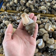 동해안 자연산 활 흑골뱅이 소 1kg(70미) 골뱅이 흑고동