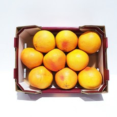 코스트코 자몽1박스 3.5kg