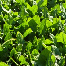 ALOHA-STORE 남해 시금치500g 노지시금치, 500g_공급