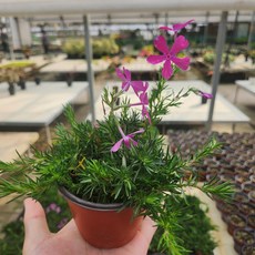 꽃잔디 야생화 꽃모종 조경 실내식물 플랜테리어 디디플랜트