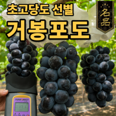 [경북산지직송] 탱글한 과즙가득 프리미엄 거봉포도, 1개, 500g