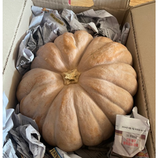 속이 꽉찬 늙은 호박 맷돌호박, 1개, 3kg 이상
