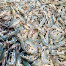 2025년 100% 국내산 제철 새우 신선 급냉 흰다리새우 냉동새우, 1개, 1kg(50~55미)