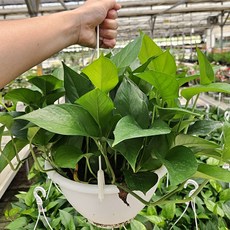 아비가든 스킨답서스 중형행잉 (식물+행잉걸이2색+받침) 공기정화식물 행잉식물 식물인테리어, 1개