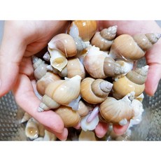 한손수산 동해안 왕돌초 자숙 백골뱅이 230-250g 자연산 자숙백골뱅이 자숙백고동, 1개