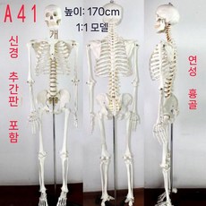 인체모형 뼈 85cm 높이 해부학 구부릴 모형 골격 모델 스켈레톤 있는 수 전신골격, A41 - 키 170cm  신경 디스크 뼈 767180