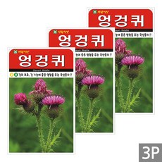 세인화분 엉겅퀴 100립 - 국산 재래종 씨 씨앗, 3개