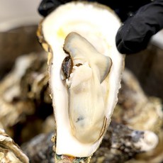 여수정아식품 제철 프리미엄 석화 굴 당일조업 당일발송, 1개, 10kg