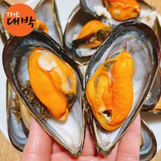 제철 자연산 섭 담치 홍합, 1개, 대마왕 담치 1kg (4-7미 내외)