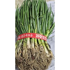 당일수확 싱싱한 흙 가는 쪽파 1단 1.5kg 내외 잔파 실파 파김치, 1개