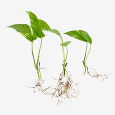 글라스가든 뿌리 흙 세척 스킨답서스 3뿌리 수경재배 수중 실내공기정화 키우기 쉬운 식물 키우기, 1개