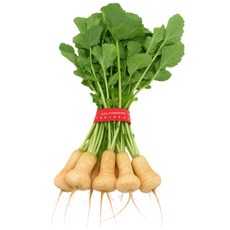 [맛통령] 신선한 알타리무 맛있는 총각무, 1개, 1kg 1단