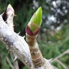 [기본배송] 엄나무 묘목 - 실생묘, 실생/1년생/특묘, 1개