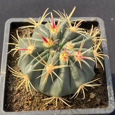 Ferocactus屬仙人掌綜合強刺球品種，降台穩根易養護，居家綠植盆栽首選, 日之初