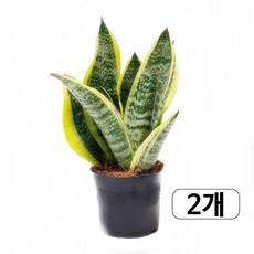 트리앤 1+1 금전수 /스투키 산세베리아 수퍼바, 05. 1+1 산세베리아 수퍼바  1개, 1개