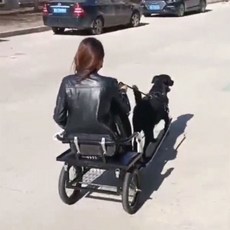 개 썰매 대형견 허스키 훈련 겨울 개수레 러닝 반려견