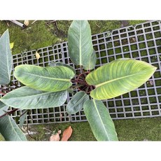 霏霏園藝 慢綠絨觀葉植物，紅莖綠葉，室內盆栽, 1個