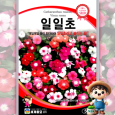 남흥원예사 일일초 50립 원예 관상 조경 화단 용 꽃 씨 씨앗 종자 세계종묘, 1개