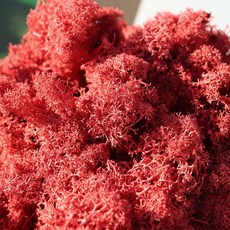 스텔라 사랑의 모스이끼0311 레드 200g 모나코플라워