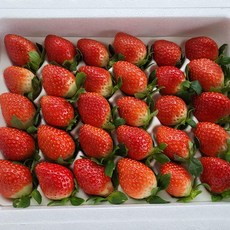 국내산 설향 딸기 한입과 350g 15-20구, 1