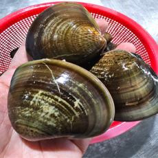 국산 자연산 제철 생합 백합 조개 구이 찜 캠핑 안주 산지직송, 1개, 1kg(소)