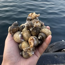 동해 자연산 흑고동 흑골뱅이, 2개, 1kg(70미내외)