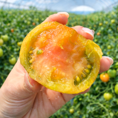 [완판대란] 한정수량특가 당일직송 단짠단짠 대저토마토, 1박스, 1kg