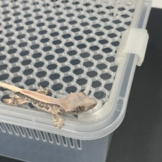 [매쉬 뚜껑 소]JIF 레파즈 마이크레 적재형 사육장용 렉사 대체 분무 덮개