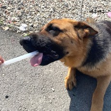 애구애구 강아지 고양이 알약먹이기 대빵알약 필건, 1개, 간+장건강, 1g