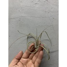 空氣鳳梨 噴泉 (雨林）（附吊掛鋁線）, 葉傷很多（斷葉）