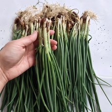 플래음 국내산 흙쪽파 쪽파, 1kg, 1개