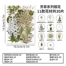 芳菲系列 壓花植物標本 11款花材共30片, 8.銀色
