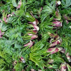 [라라네농장] 백운산 청정지역에서 자란 향긋한 두릅 개두릅 야생 엄나무순, 1kg, 1개